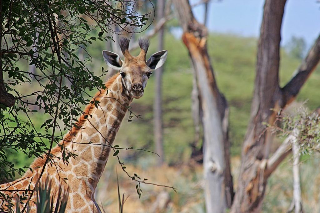 Safari na África do Sul