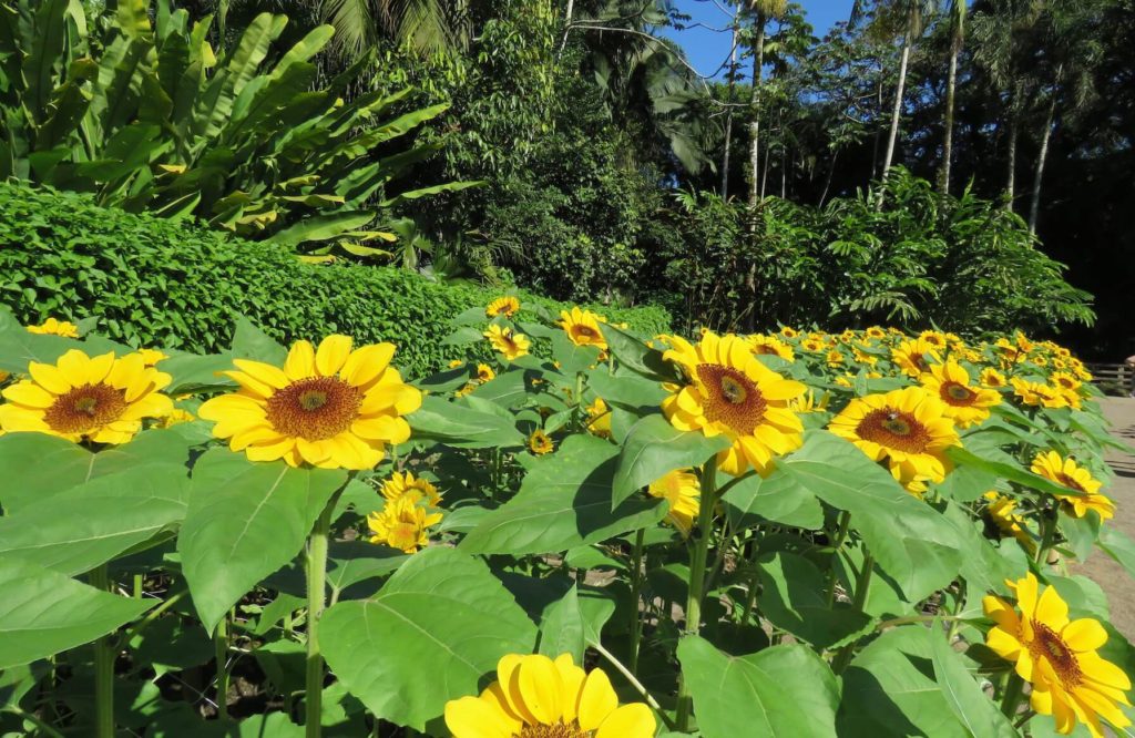 Jardim do Sol