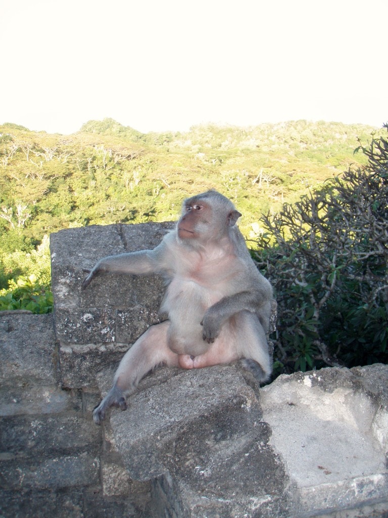 Macacos em Bali