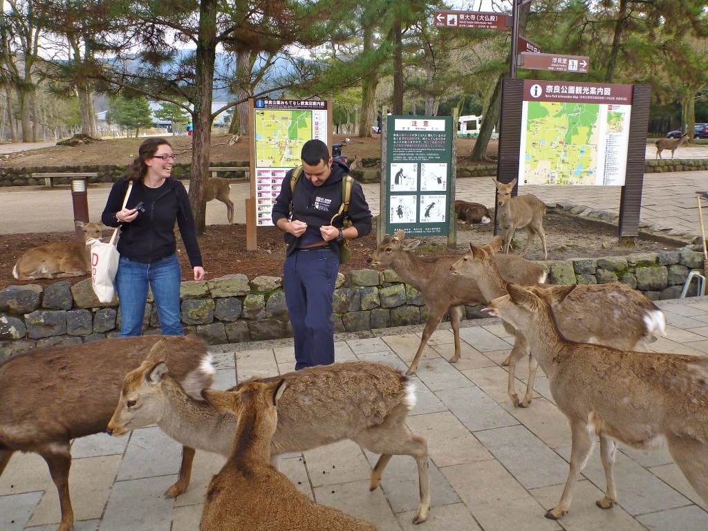 Cervos em Nara