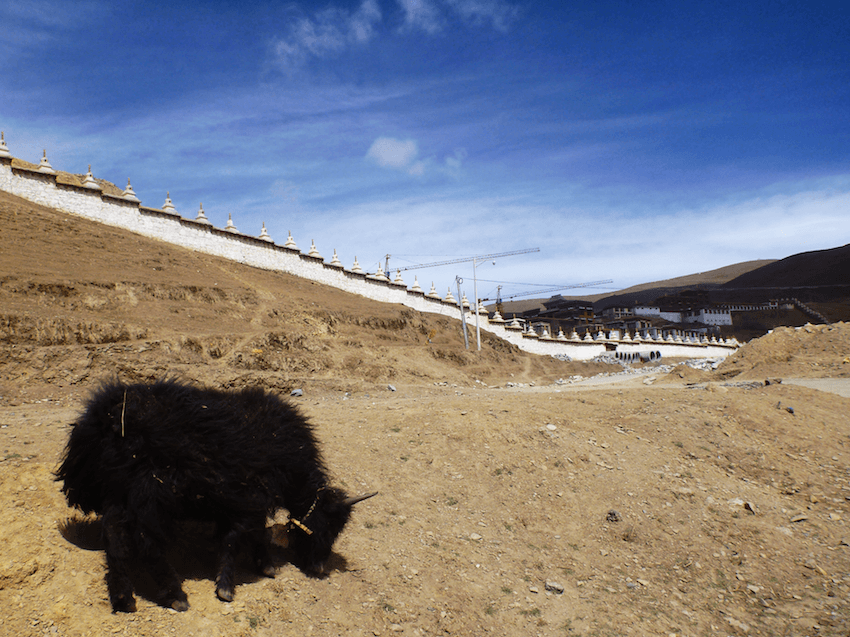 Yak no monastério de Litang no Tibete China