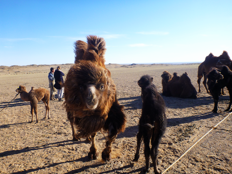 Camelos na Mongólia