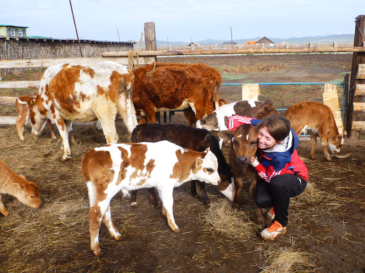vacas na Mongolia fazenda
