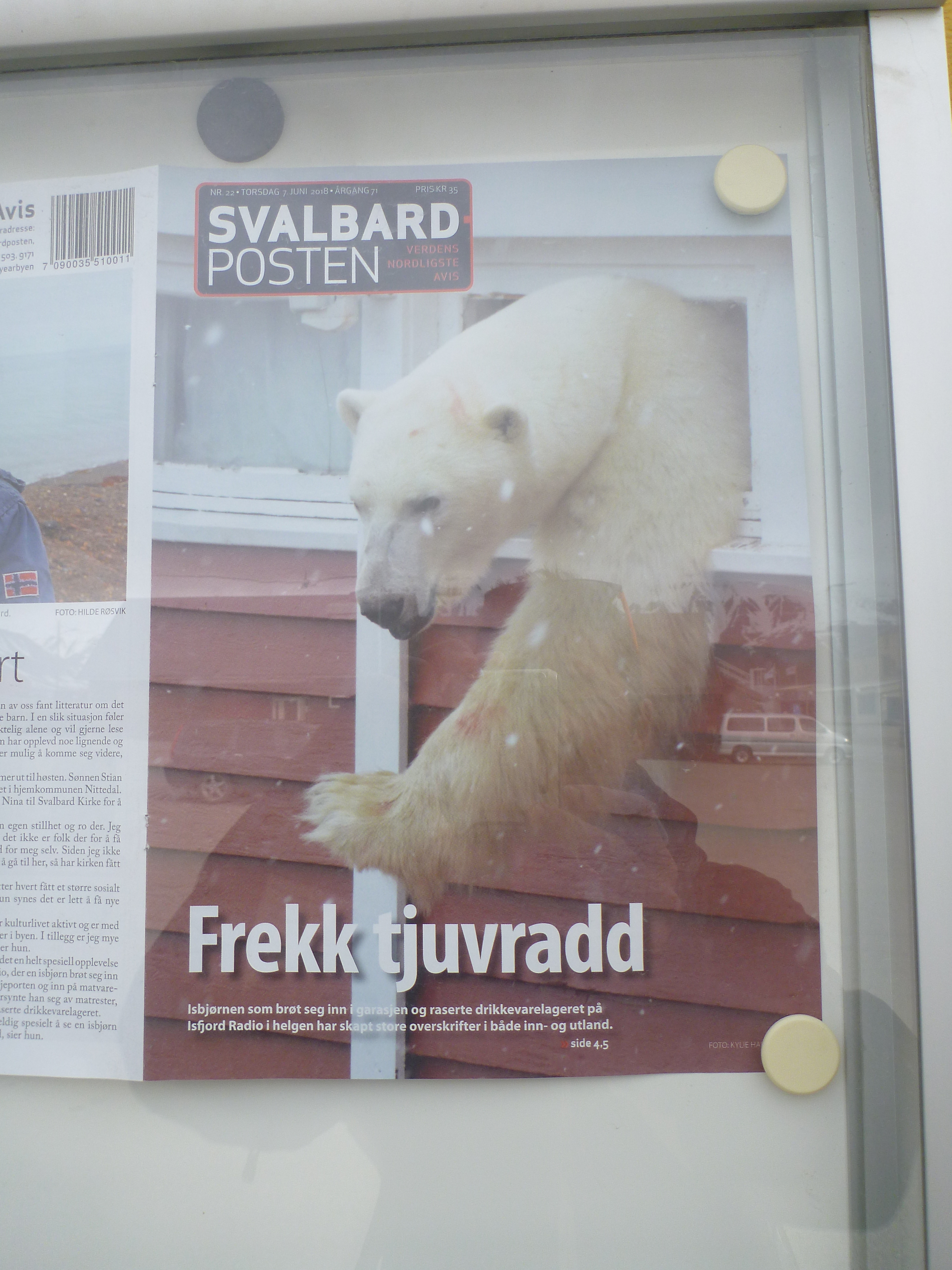 urso polar Svalbard noruega longyearbyen