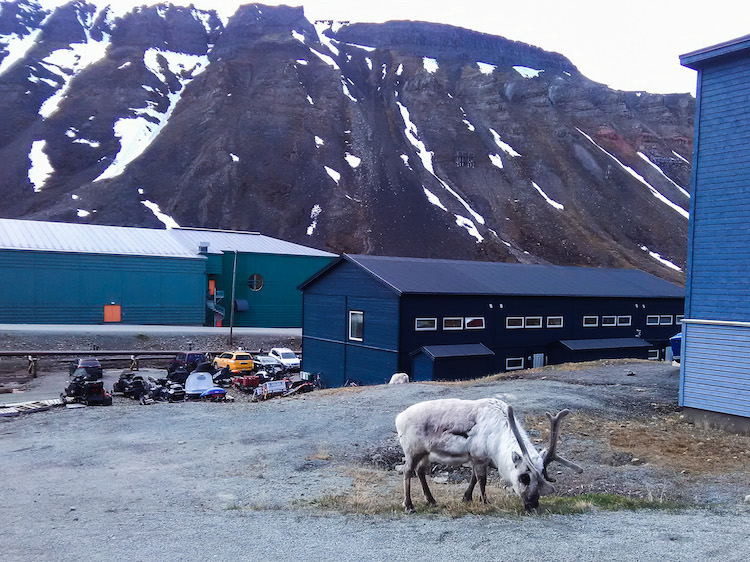 Rena em Svalbard