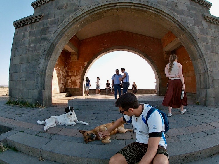 Cachorros Armenia
