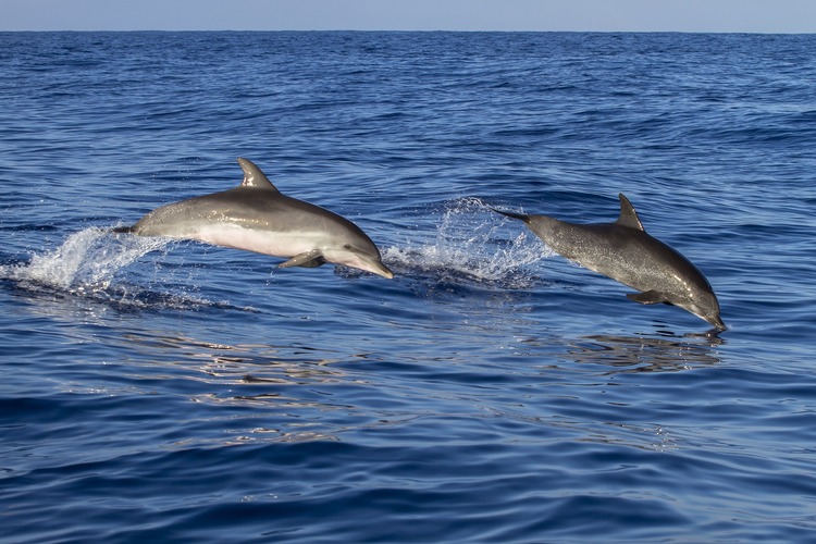 9 Melhores Lugares para Ver Golfinhos ao Redor do Mundo
