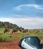 A Melhor e Mais Barata Viagem de um dia em um “Safári” de Joanesburgo (ou Pretória)