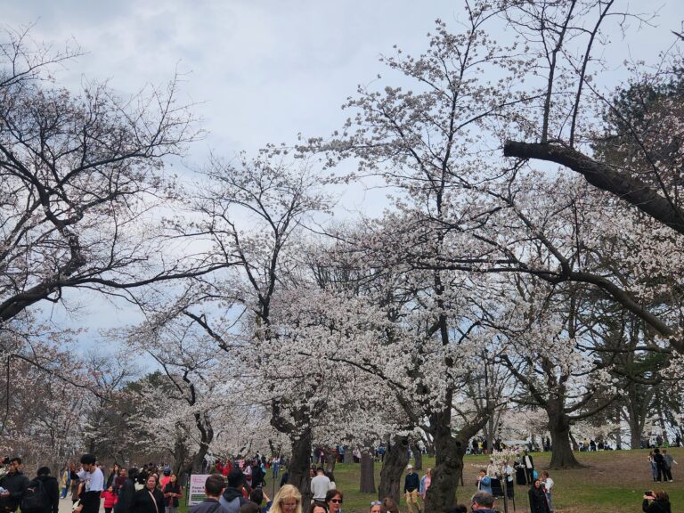 Cherry Blossom Trees - High Park
