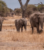 Elephants Tanzania