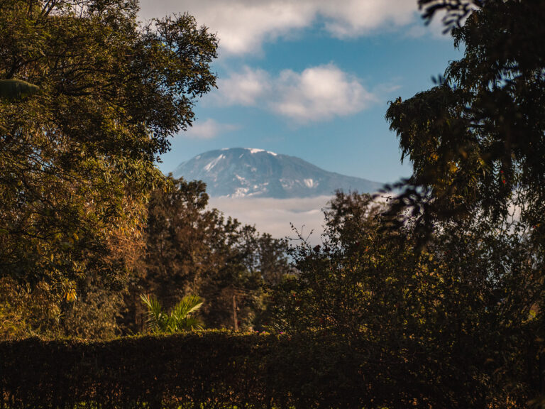 Kilimanjaro