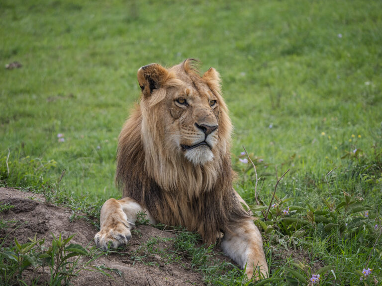 Lion Tanzania