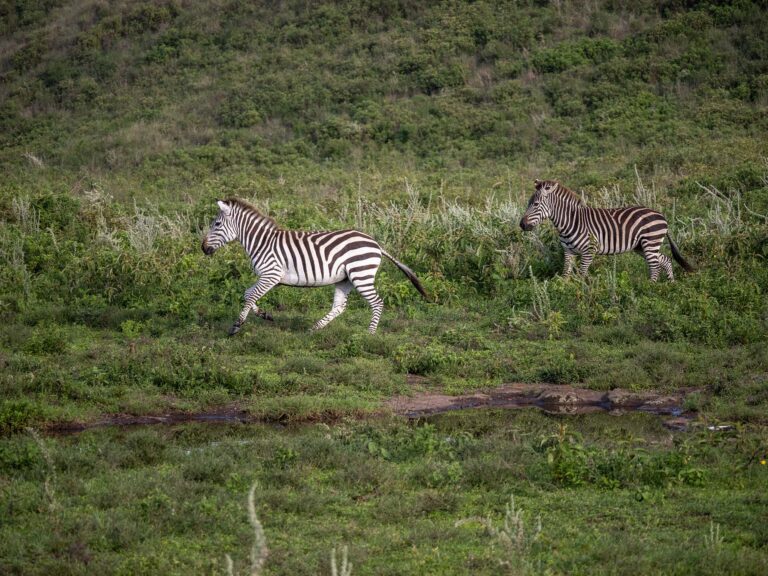 Zabra Tanzania