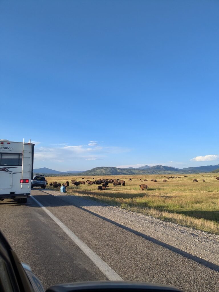 urso pardo grizzly em jackson hole