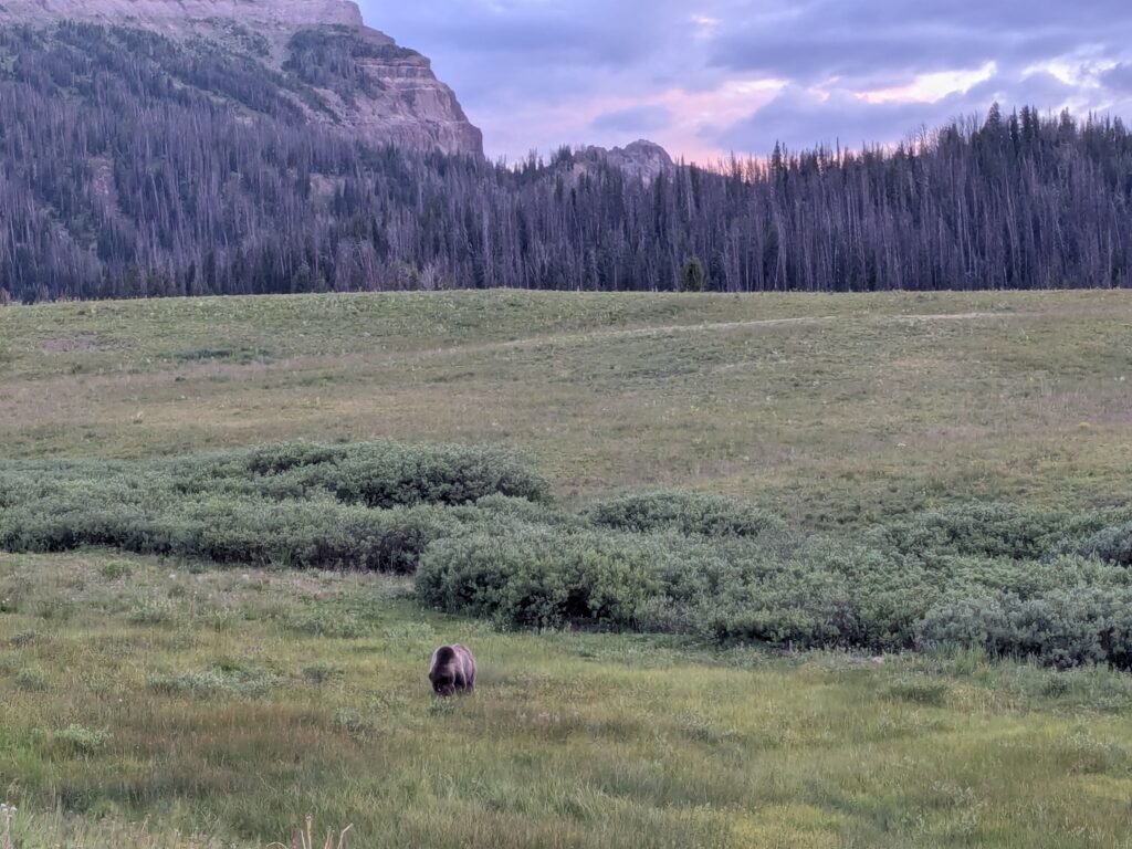 urso pardo grizzly no Wyoming