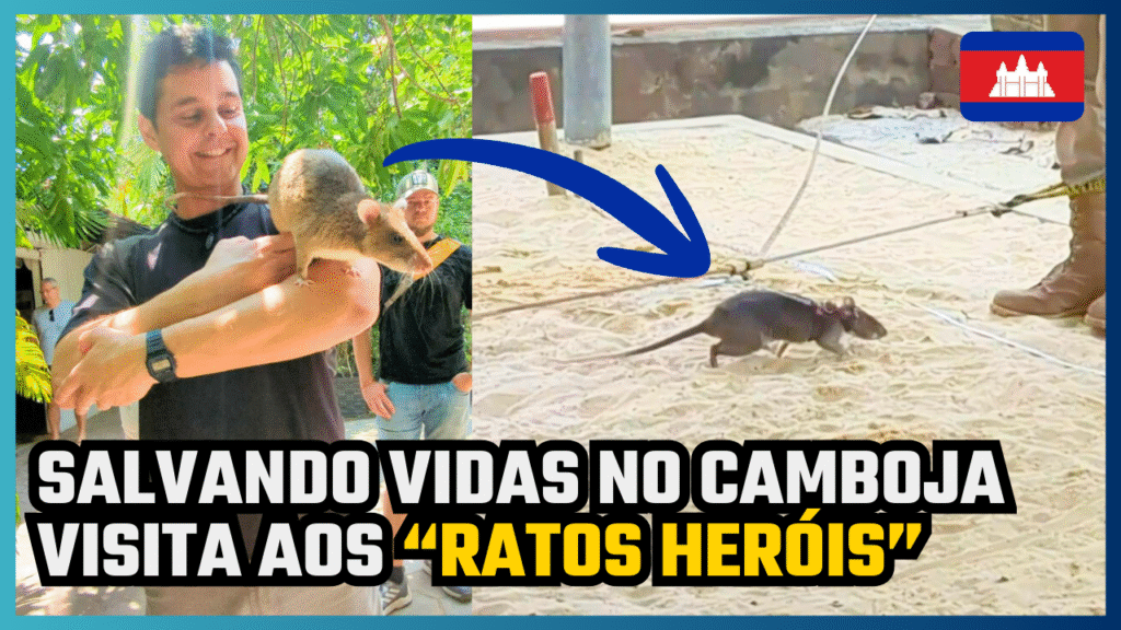 Ratos heróis do Camboja